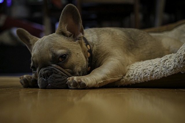 Free French Bulldog Dog photo and picture